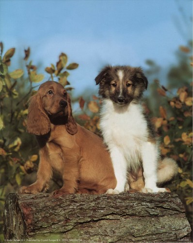Inch springer spaniel - x, 10