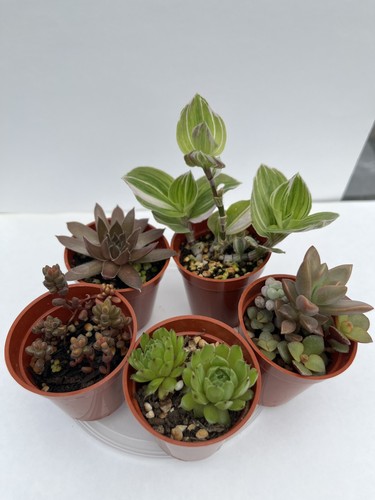 Succulent mix plants - mix, 5