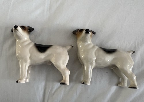 Set jack russell terrier - of,