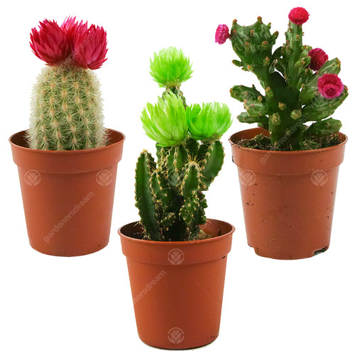 Mini disco cactus mix - disco,