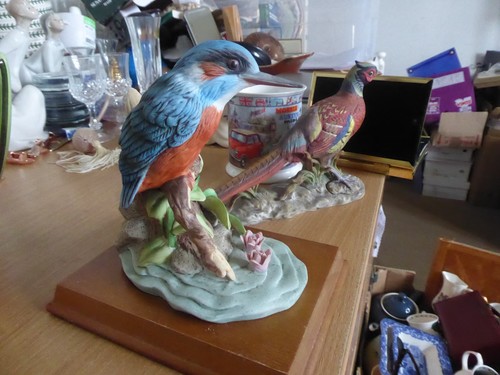 Lovely kingfisher bird - kingfisher,