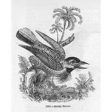 BIRDS Bristly Barbet - Antique Print 1856