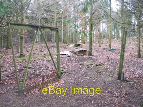 Photo 6x4 pheasant rearing - photo,