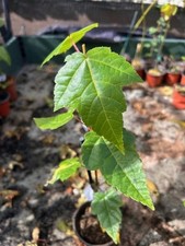 Snakebark Maple tree saplings