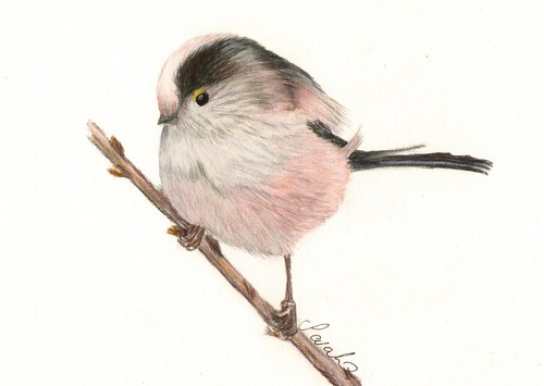 Long tailed tit - long,