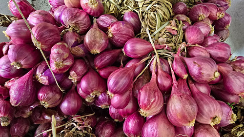 12x purple shallot - purple, for