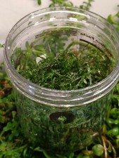 All Green Half pint premium
