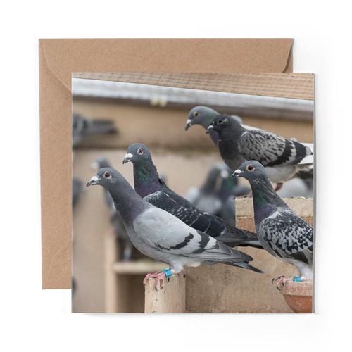 Blank greeting card pigeon - x,