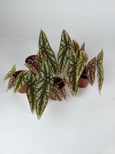 Begonia lubbersii very rare - begonia,