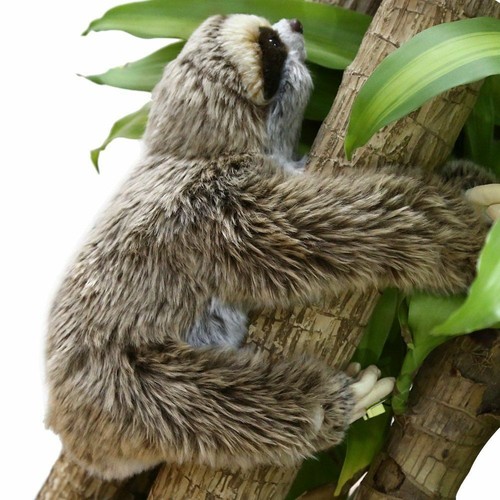 30cm sloth plush - plush, lying