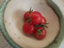 Rose Quartz Multiflora Tomato