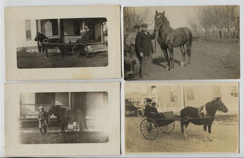 Postcards shetland pony - 5,