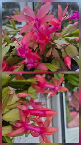 Schlumbergera different - schlumbergera, 4