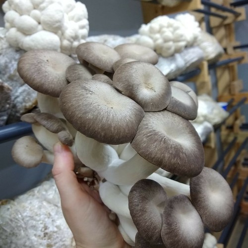 Black pearl king - oyster, liquid