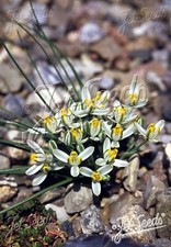 ALBUCA HUMILIS  RARE UNUSUAL BULB ROCKERY GARDEN PLANT