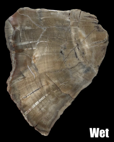 Petrified wood 1 2 - oz,