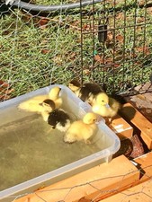 10++ Muscovy DUCK Hatching