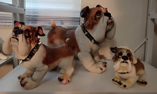 Rare english bulldog - (3),