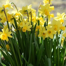 100 Narcissus *Tete a Tete* Dwarf Daffodils Spring Flowering Bulbs