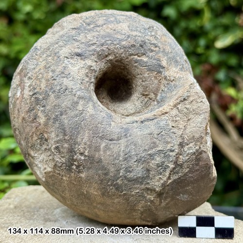 Rare cadoceras fossil - rare,