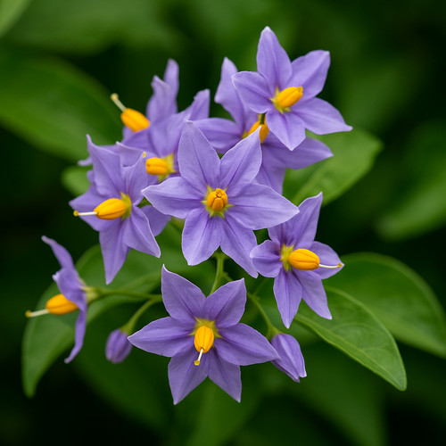 Solanum glasnevin chilean - solanum,