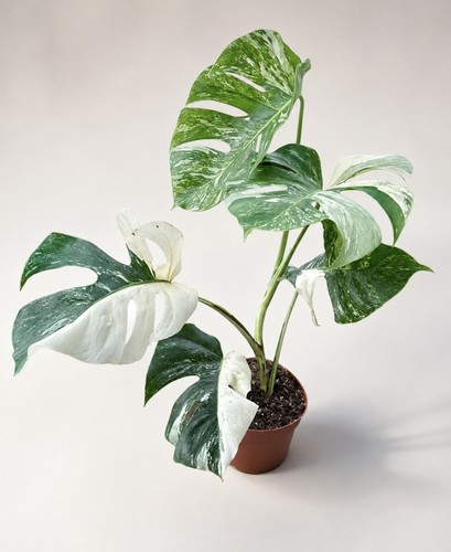 Monstera deliciosa albo - monstera,