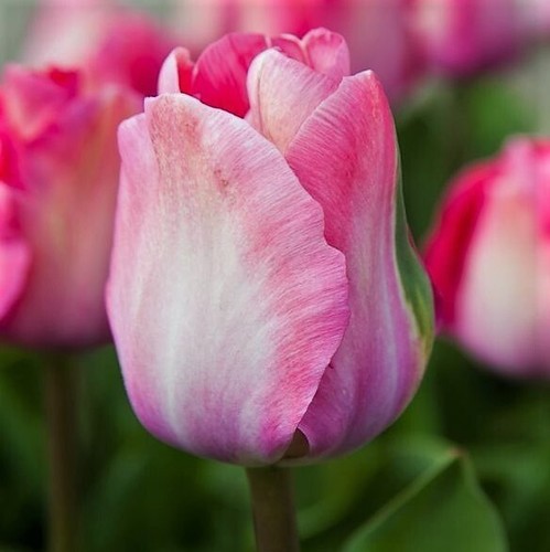 Darwin tulip pink sound flower - tulip,
