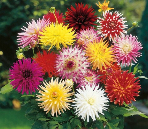 Dahlia pinnata cactus - cactus, flowered