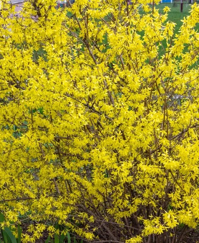 Greenstem forsythia 5 - in, 1.5