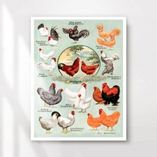 Chicken Breeds Vintage Chart Art Print Wall Picture Poster Decor Farm Farming XL