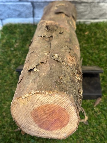 Year air dried yew - 20, log