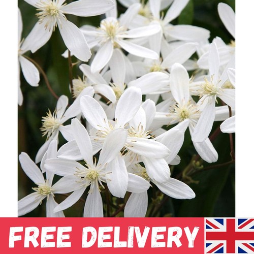 Clematis armandii evergreen - 'armandii',