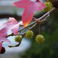 Liquidambar formosana (Chinese Sweet Gum Tree) 25 Seeds | RARE Outdoor Bonsai UK