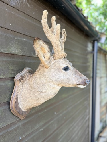 Vintage taxidermy roe deer - taxidermy,