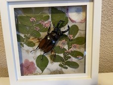 Fighting giant stag beetle - fighting,