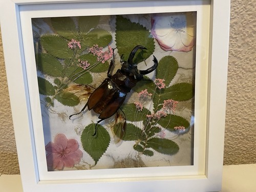 Fighting giant stag beetle - giant,