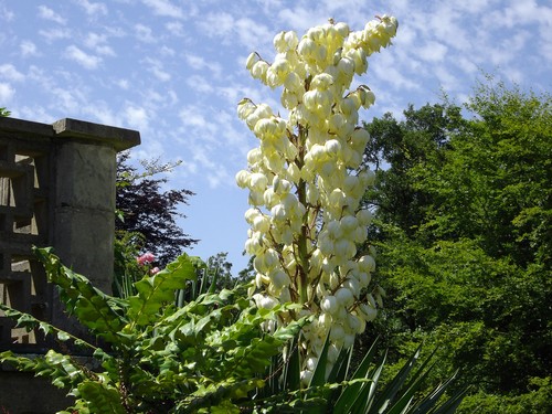 Yucca gloriosa cutting rooted - yucca,