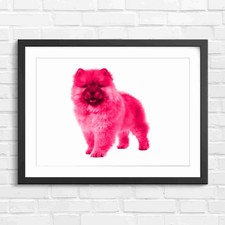 Fluffy Chow Chow Puppy