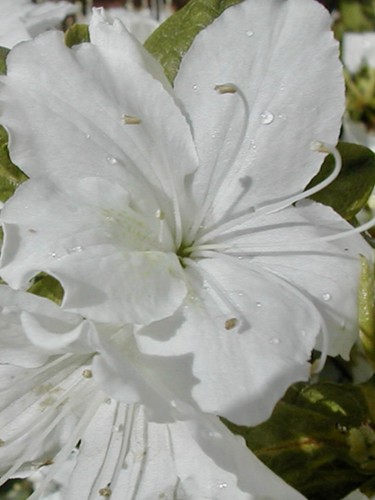 Delaware valley pure white - valley,