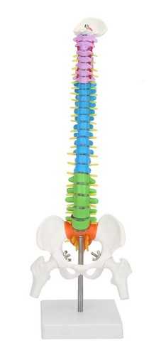 45cm with pelvic human - with,