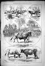 Old 1877 Sale Herd Jersey Cattle Chelmsford Animals Calf Pen Dairy Co Victorian