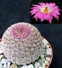 Echinocereus Rubispinus choice pink-spined 4cm collectors Mexican cactus