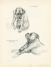 BOXER KITTEN CUDDLING UP TO