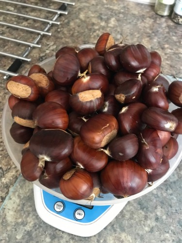 Sweet chestnuts picked - sweet,