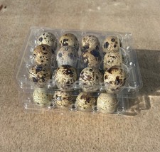 Fresh quail eggs - 24, (eating)