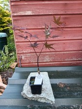 Acer palmatum Shojo in 8cm pot
