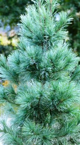 Pinus monticola ammerland - pinus, 'ammerland'