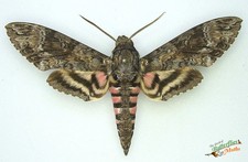 Agrius Cingulatus Pink Spotted Hawk Moth SET x1 MALE A- Entomology Specimen