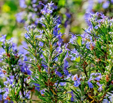 2 x Rosemary in 13 cm Pots Rosmarinus Fragrant, Culinary Plant FREE DELIVERY