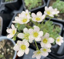Saxifraga cotyledon Caterhamensis Garden ready rock garden plant in Pot